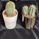 Cactus - 2